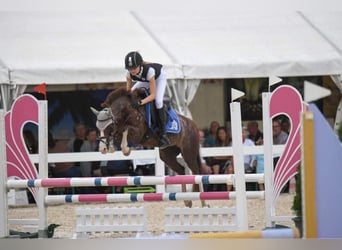 Welsh-B, Giumenta, 12 Anni, 128 cm, Sauro