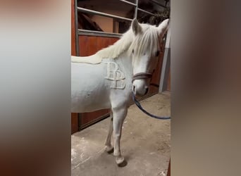 Welsh-B Mix, Giumenta, 12 Anni, 132 cm, Grigio