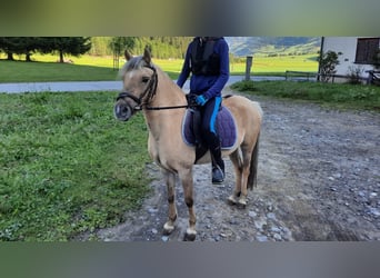 Welsh-B Mix, Giumenta, 14 Anni, 120 cm, Falbo