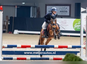 Welsh-B, Giumenta, 15 Anni, 119 cm, Baio