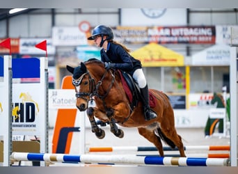 Welsh-B, Giumenta, 15 Anni, 119 cm, Baio