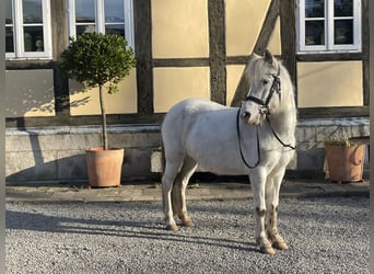 Welsh-B, Giumenta, 15 Anni, 125 cm, Grigio