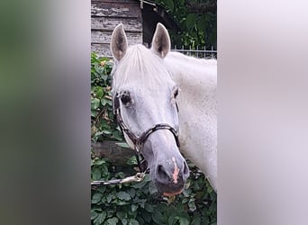 Welsh-B, Giumenta, 15 Anni, 138 cm, Grigio
