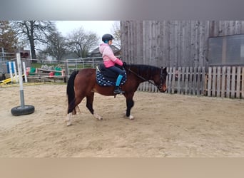 Welsh-B, Giumenta, 16 Anni, 125 cm, Baio