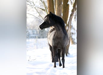 Welsh-B, Giumenta, 18 Anni, 125 cm