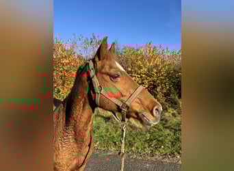 Welsh-B Mix, Giumenta, 18 Anni, 135 cm, Sauro