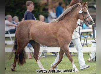 Welsh-B, Giumenta, 25 Anni, 130 cm, Sauro