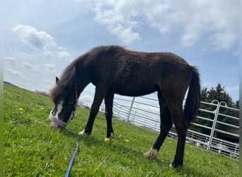 Welsh-B Mix, Giumenta, 2 Anni, 110 cm, Pelle di daino