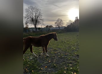 Welsh-B, Giumenta, 2 Anni, 120 cm, Sauro