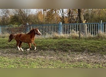 Welsh-B, Giumenta, 2 Anni, 120 cm, Sauro