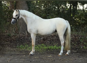 Welsh-B, Giumenta, 2 Anni, 132 cm, Palomino