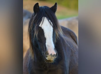 Welsh-B, Giumenta, 2 Anni, 135 cm, Morello