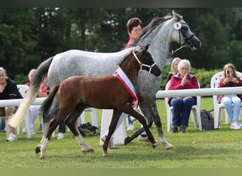 Welsh-B, Giumenta, 2 Anni, Roano blu