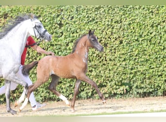 Welsh-B, Giumenta, 2 Anni, Roano blu