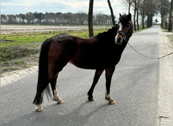 Welsh-B, Giumenta, 3 Anni, 123 cm, Baio ciliegia