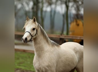 Welsh-B, Giumenta, 3 Anni, 126 cm, Palomino