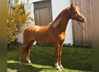 Welsh-B, Giumenta, 3 Anni, 132 cm, Sauro
