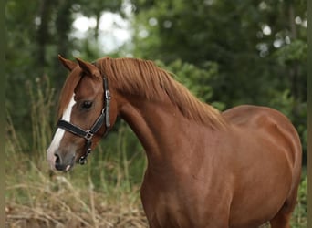 Welsh-B, Giumenta, 3 Anni, 132 cm, Sauro