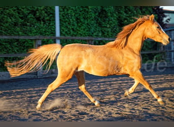 Welsh-B, Giumenta, 3 Anni, 133 cm, Sauro