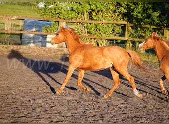 Welsh-B, Giumenta, 3 Anni, 133 cm, Sauro
