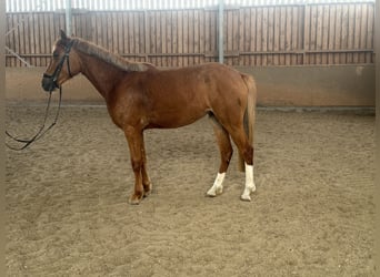 Welsh-B Mix, Giumenta, 3 Anni, 143 cm, Sauro