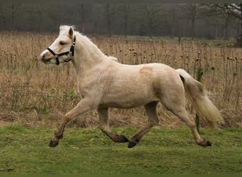 Welsh-B, Giumenta, 3 Anni, Palomino