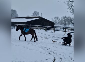 Welsh-B, Giumenta, 4 Anni, 125 cm, Morello