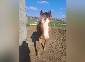 Welsh-B, Giumenta, 4 Anni, 125 cm, Sauro