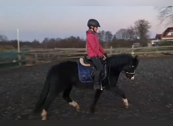 Welsh-B, Giumenta, 4 Anni, 131 cm, Morello