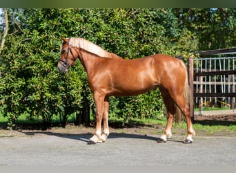 Welsh-B, Giumenta, 4 Anni, 136 cm, Sauro