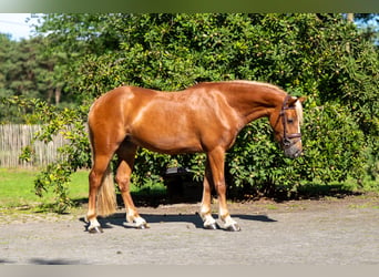 Welsh-B, Giumenta, 4 Anni, 136 cm, Sauro