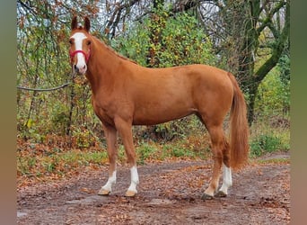 Welsh-B, Giumenta, 4 Anni, 138 cm, Sauro