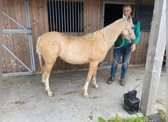 Welsh-B, Giumenta, 5 Anni, 127 cm, Palomino