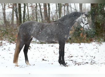 Welsh-B, Giumenta, 5 Anni, 132 cm, Grigio