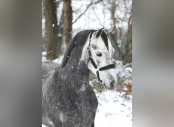 Welsh-B, Giumenta, 5 Anni, 132 cm, Grigio