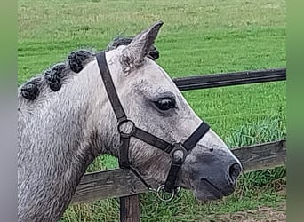 Welsh-B, Giumenta, 5 Anni, 132 cm, Leardo