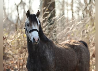 Welsh-B, Giumenta, 5 Anni, 133 cm, Grigio