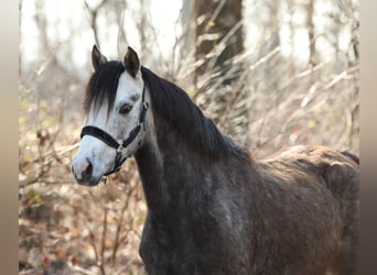 Welsh-B, Giumenta, 5 Anni, 133 cm, Grigio
