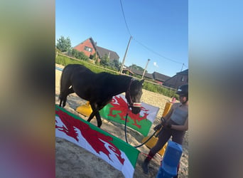 Welsh-B, Giumenta, 5 Anni, 133 cm, Morello