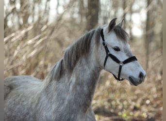 Welsh-B, Giumenta, 5 Anni, 134 cm, Grigio
