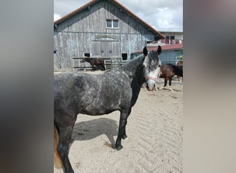Welsh-B, Giumenta, 5 Anni, 135 cm, Grigio pezzato