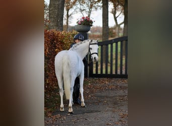 Welsh-B, Giumenta, 6 Anni, 125 cm, Bianco
