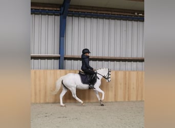 Welsh-B, Giumenta, 6 Anni, 125 cm, Bianco