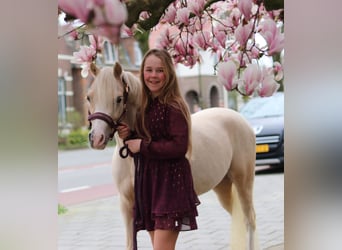 Welsh-B, Giumenta, 6 Anni, 126 cm, Palomino