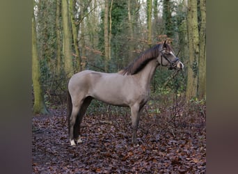 Welsh-B, Giumenta, 6 Anni, 131 cm, Pelle di daino