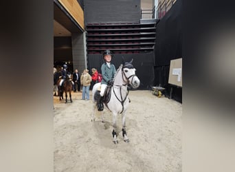 Welsh-B, Giumenta, 8 Anni, 121 cm, Grigio pezzato