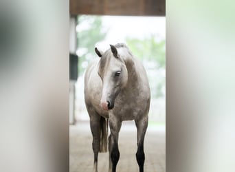 Welsh-B, Giumenta, 8 Anni, 126 cm, Grigio