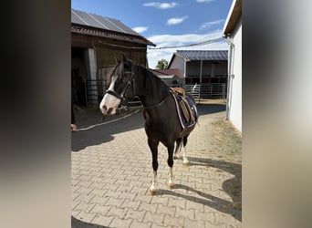 Welsh-B, Giumenta, 8 Anni, 127 cm, Baio nero