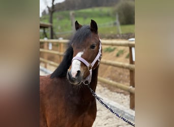 Welsh-B, Giumenta, 9 Anni, 129 cm, Baio scuro