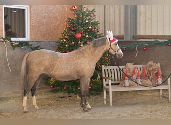 Welsh-B, Giumenta, 9 Anni, 134 cm, Palomino